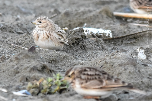 Turkestan Short-toed Lark, 普陀区, 舟山市, 浙江省, CN, photo 4 of 10