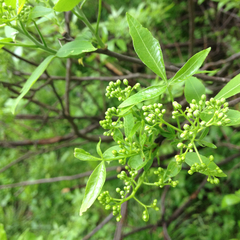 Ptelea trifoliata