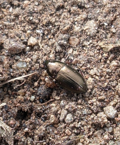 Common Sun Beetle photo 6