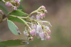 Arctostaphylos viscida viscida