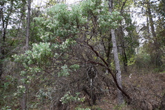 Arctostaphylos viscida viscida