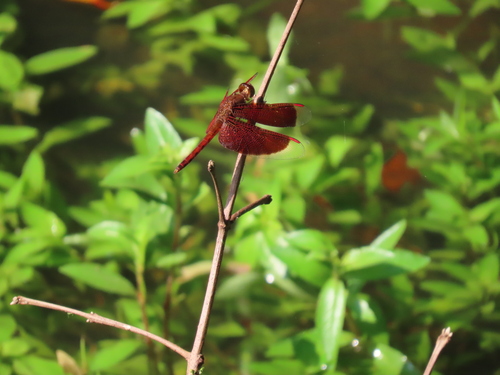 Common Parasol