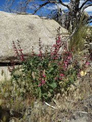 Penstemon clevelandii clevelandii