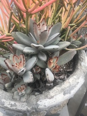 Kalanchoe tomentosa