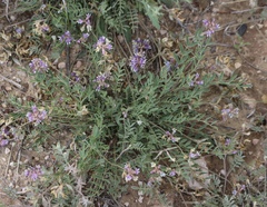 Astragalus lotiflorus