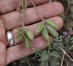 Astragalus lotiflorus