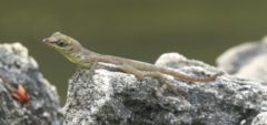 Anolis richardii
