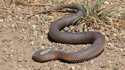 Lowlands Copperhead sighting