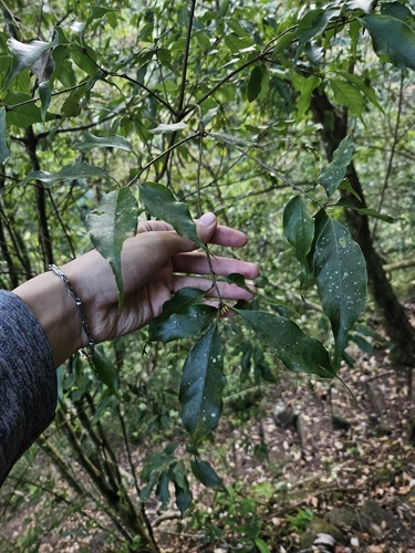 Image of Quercus longinux by (c) Yu-Chang Chen, some rights reserved (CC BY)