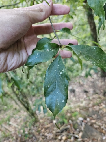 Image of Quercus longinux by (c) Yu-Chang Chen, some rights reserved (CC BY)