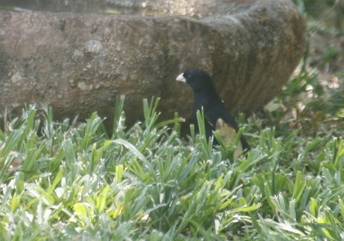 Purple Indigobird (Vidua purpurascens), photo 2