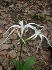Hymenocallis jaliscensis