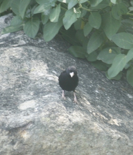 Purple Indigobird (Vidua purpurascens), photo 3