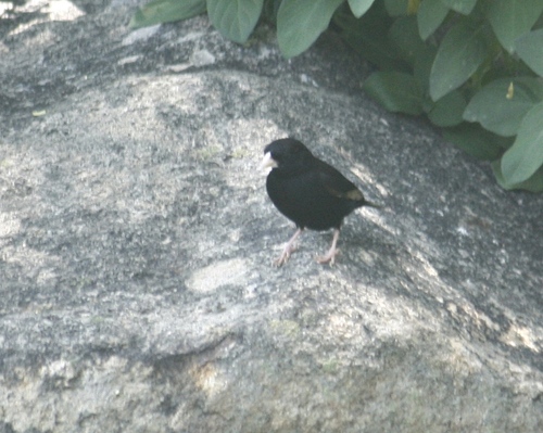 Purple Indigobird (Vidua purpurascens), photo 10