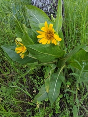 Wyethia glabra
