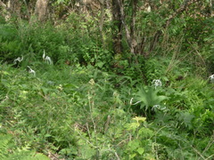 Hymenocallis jaliscensis
