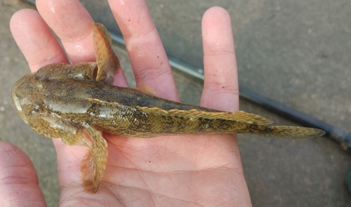 Bighead goby (Ponticola kessleri) — Gobiidae — 5