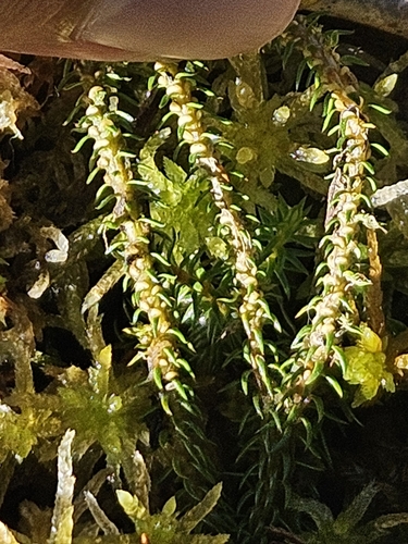 Image of Huperzia somae by (c) Yu-Chang Chen, some rights reserved (CC BY)