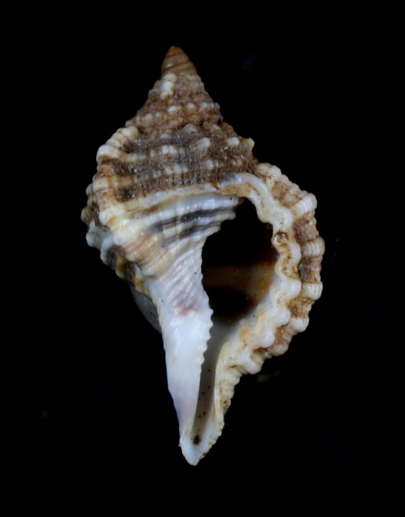Gutturnium