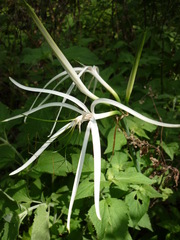 Hymenocallis jaliscensis