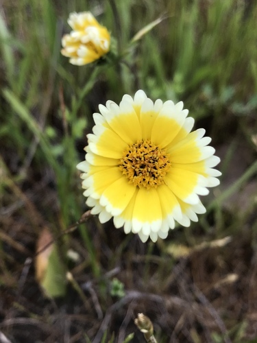 Jones' tidytips (Layia jonesii)
