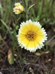 Layia jonesii