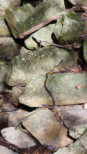 Common Tree Snake sighting