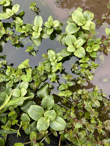 Limnophila rugosa iNat (3)