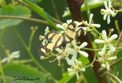 Baeotis zonata zonata