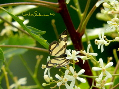 Baeotis zonata zonata