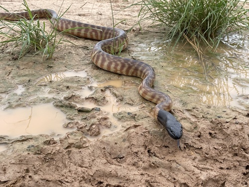 Black-headed Python sighting