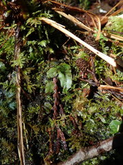 Conocephalum conicum