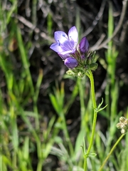 Gilia achilleifolia