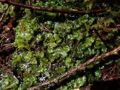 Pellia neesiana