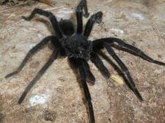 Crassicrus lamanai