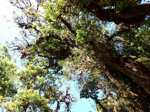 Podocarpus oleifolius - Tronco y corteza con epífitas