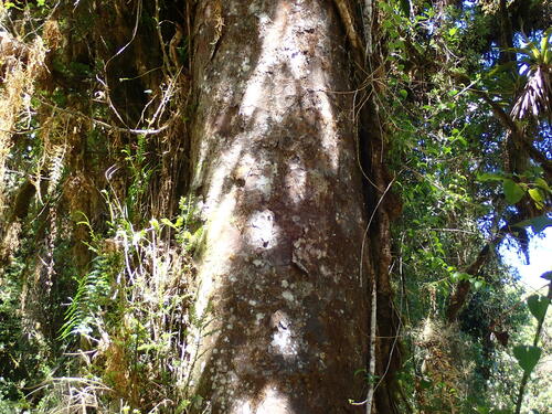 Podocarpus oleifolius - Dosel visto desde abajo en bosque de montaña