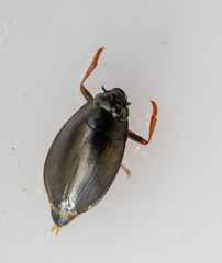 Dineutus assimilis
