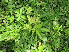 Ampelopsis aconitifolia, photograph (c) Oleksandr Shynder, some rights reserved (CC BY)