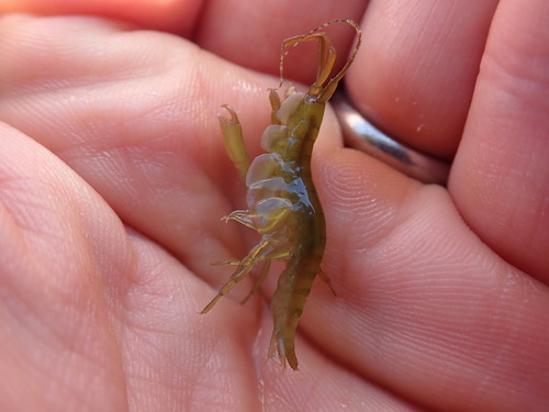 Ampithoidae