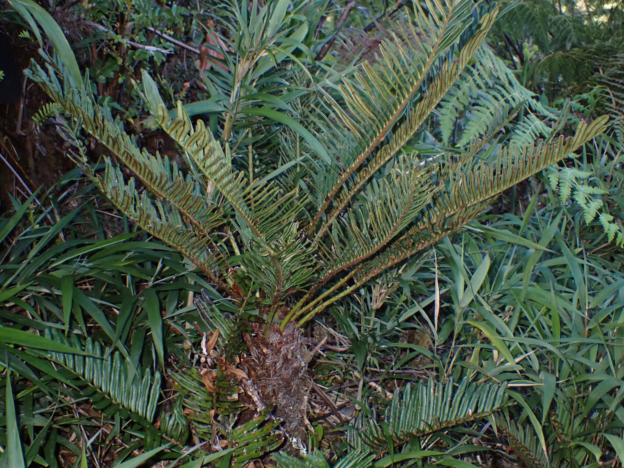 Imagem de Sagu-de-jardim