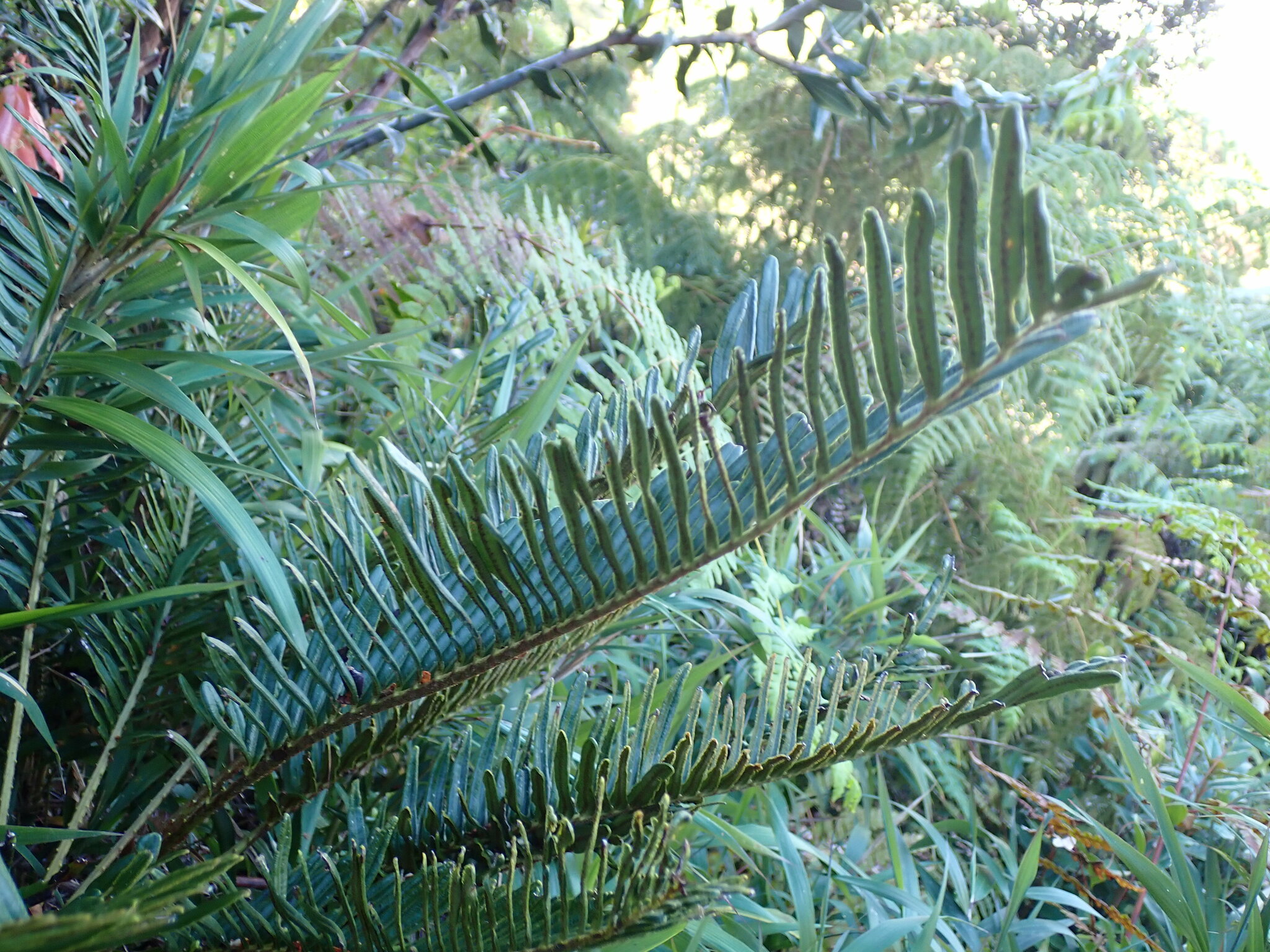 Imagem de Sagu-de-jardim
