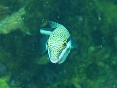 Canthigaster callisterna