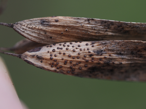 Diaporthe pterophila