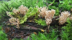 Artomyces candelabrus