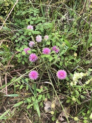 Mimosa microphylla