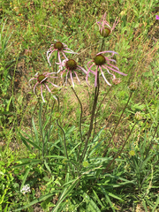 Echinacea sanguinea