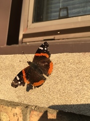 Vanessa atalanta