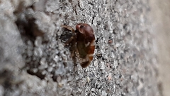Cyrtolobus fenestratus