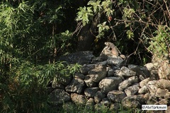 Iguanidae